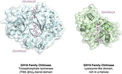 Dual functionality of pathogenesis-related proteins: defensive role in plants versus immunosuppressive role in pathogens